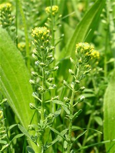 Alyssum alyssoides photo