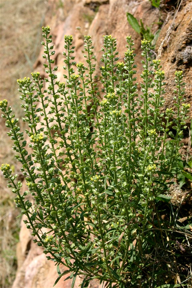 Alyssum alyssoides