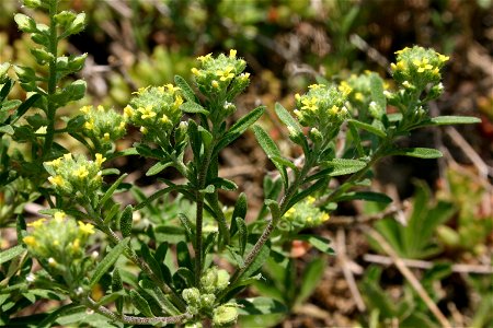 Alyssum alyssoides