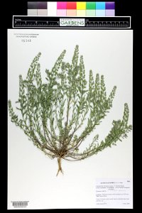 Alyssum alyssoides
