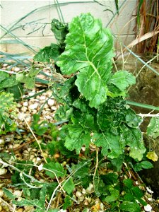 Lundy Cabbage growing at Bristol Zoo