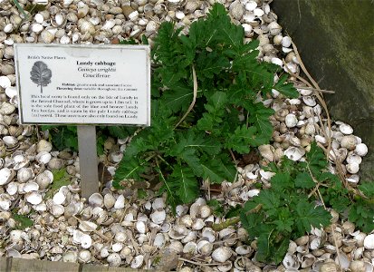 Lundy Cabbage Coincya wrightii growing at Bristol Zoo,  England.