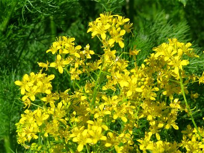 Wilde Sumpfkresse (Rorippa sylvestris) im Landschaftsschutzgebiet Hockenheimer Rheinbogen