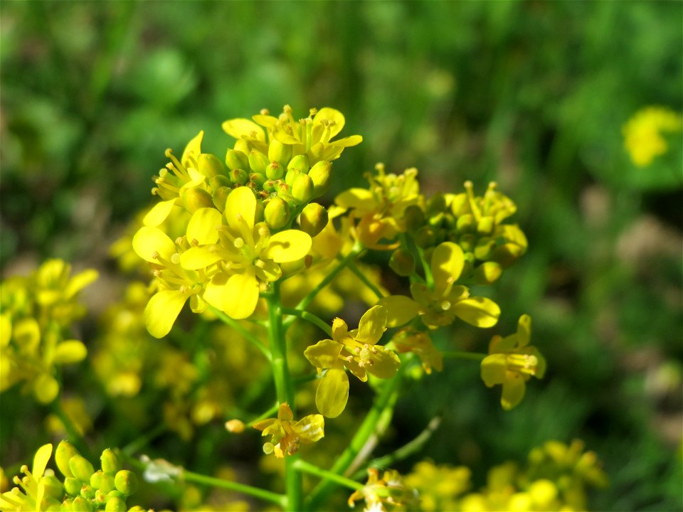 Wilde Sumpfkresse (Rorippa sylvestris) im Landschaftsschutzgebiet Hockenheimer Rheinbogen