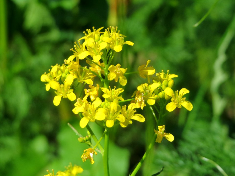 Wilde Sumpfkresse (Rorippa sylvestris) im Landschaftsschutzgebiet Hockenheimer Rheinbogen