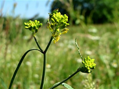 Wilde Sumpfkresse (Rorippa sylvestris) am Kriegbach bei Neulußheim (Gemarkung Altlußheim)