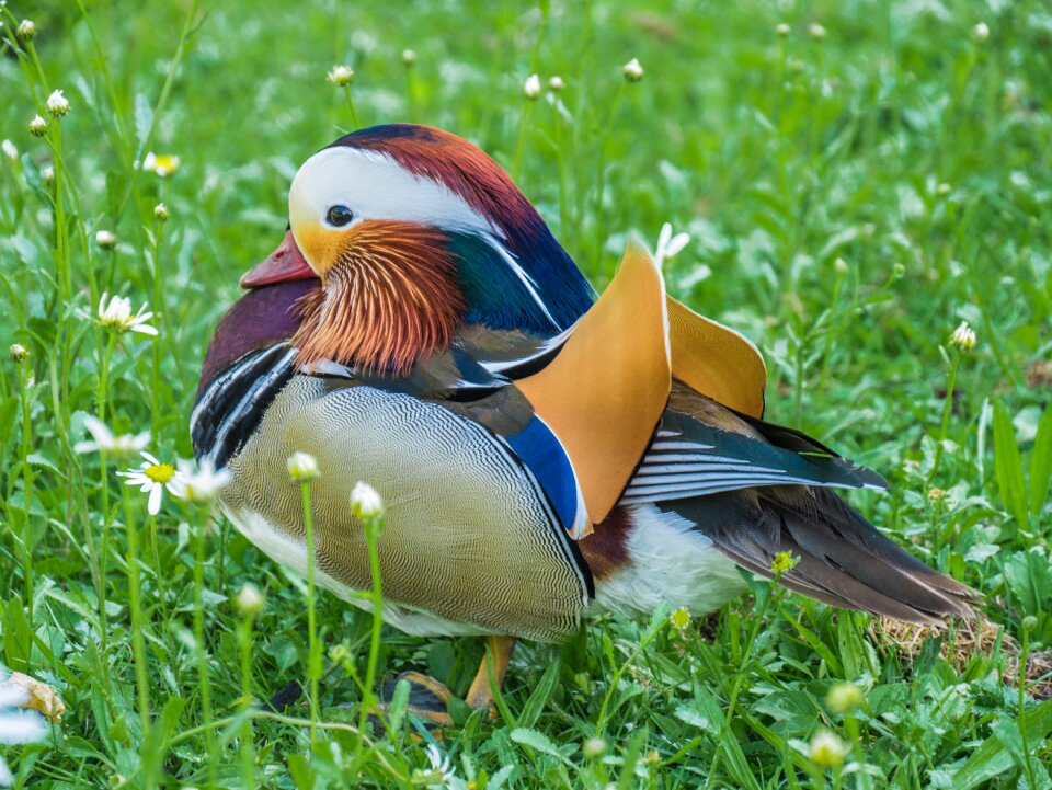 Animal feather colorful