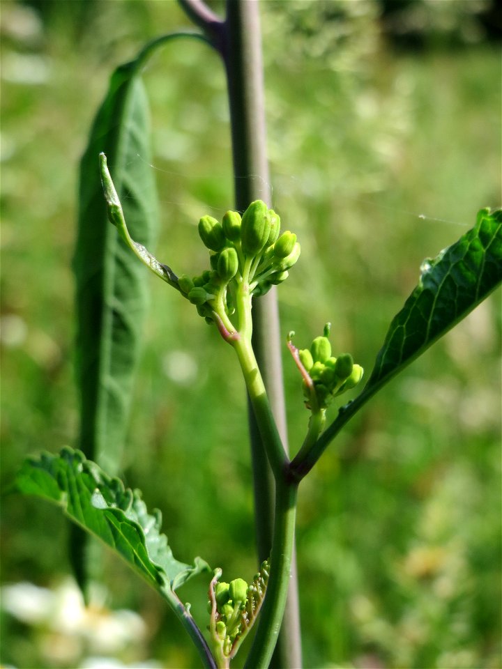 Wilde Sumpfkresse (Rorippa sylvestris) am Kriegbach bei Neulußheim (Gemarkung Altlußheim)