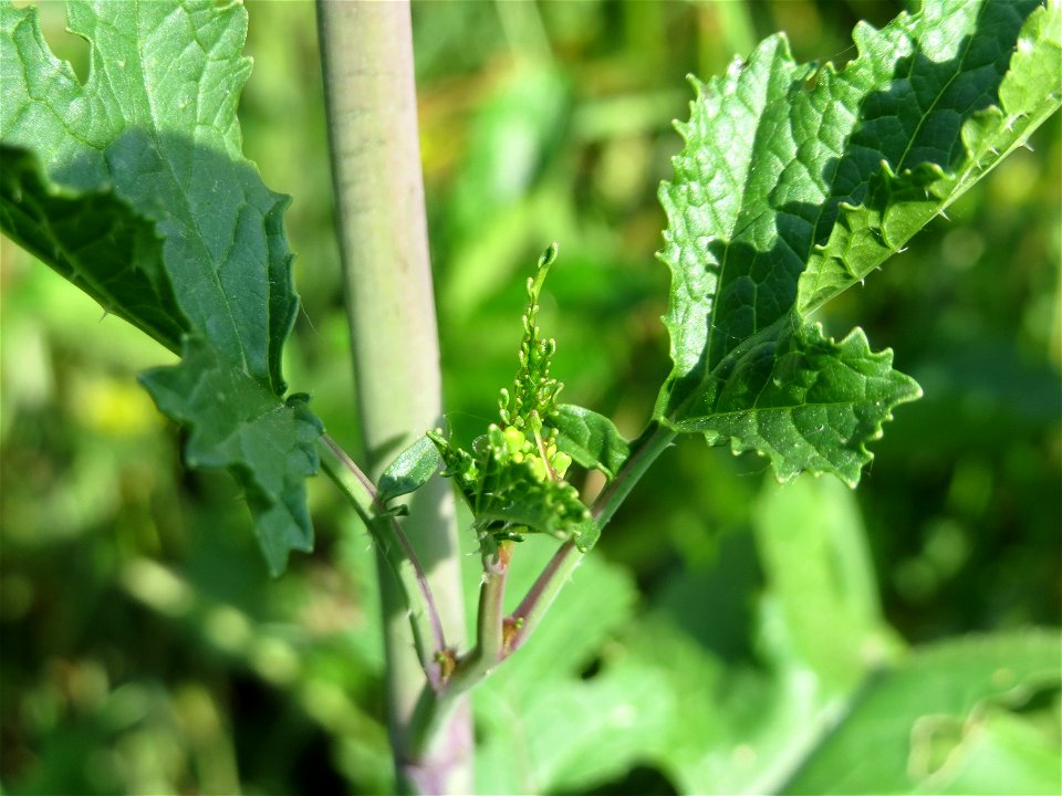 Wilde Sumpfkresse (Rorippa sylvestris) am Kriegbach bei Neulußheim (Gemarkung Altlußheim)