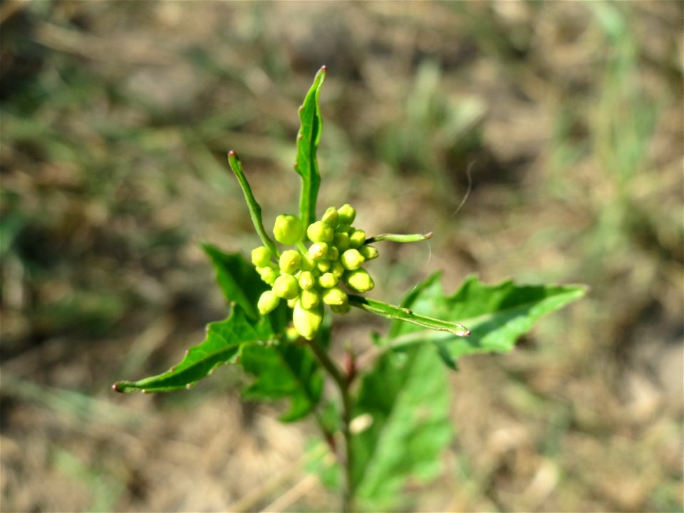 Wilde Sumpfkresse (Rorippa sylvestris) am Kriegbach bei Neulußheim (Gemarkung Altlußheim)