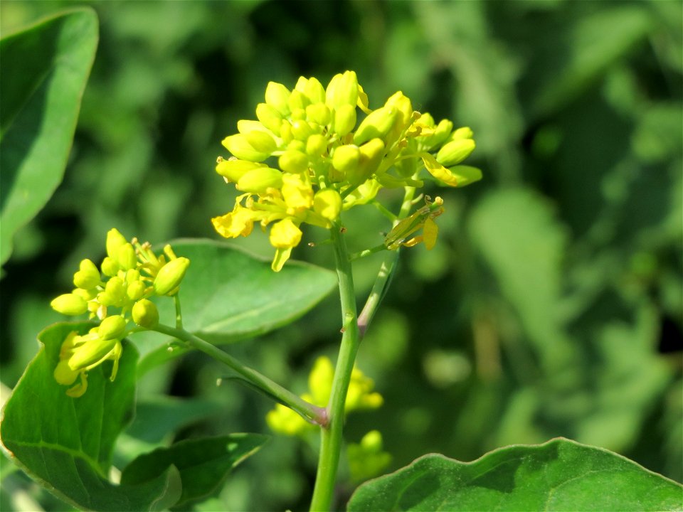 Wilde Sumpfkresse (Rorippa sylvestris) am Kriegbach bei Neulußheim (Gemarkung Altlußheim)