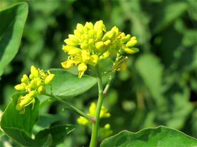 Wilde Sumpfkresse (Rorippa sylvestris) am Kriegbach bei Neulußheim (Gemarkung Altlußheim)