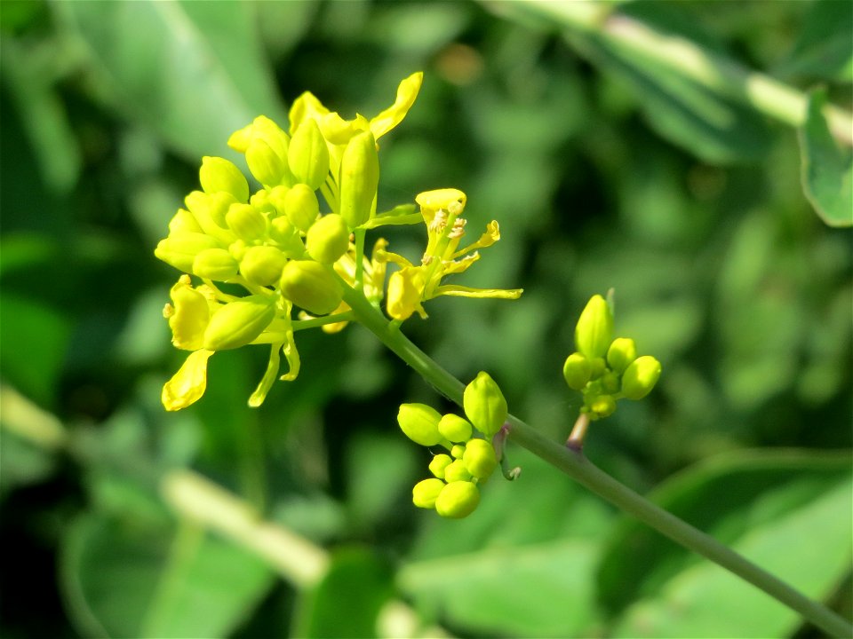 Wilde Sumpfkresse (Rorippa sylvestris) am Kriegbach bei Neulußheim (Gemarkung Altlußheim)