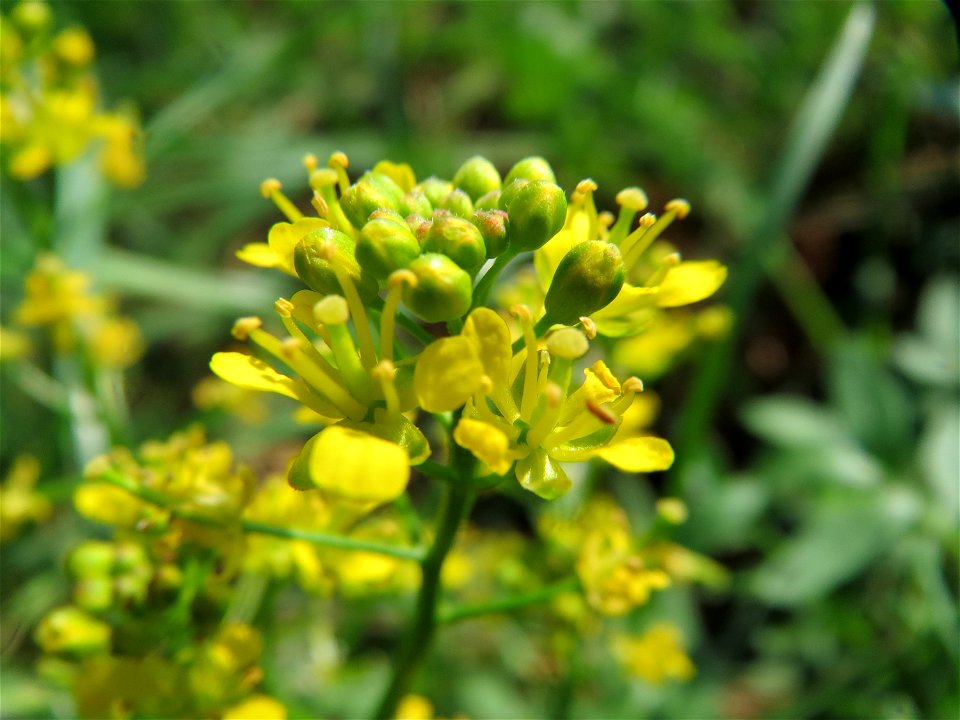 Wilde Sumpfkresse (Rorippa sylvestris) bei Hockenheim