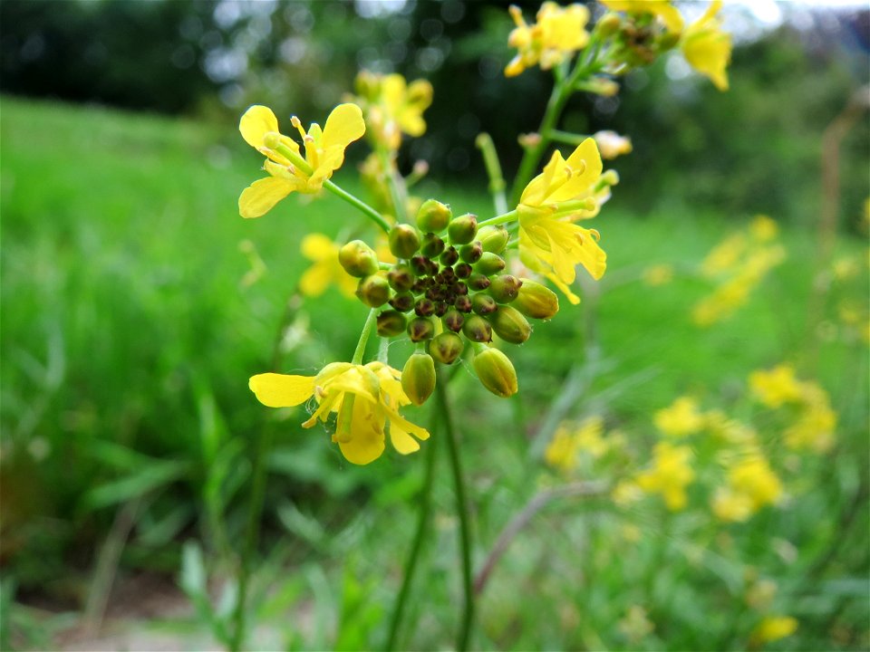 Wilde Sumpfkresse (Rorippa sylvestris) im Landesgartenschaupark Hockenheim