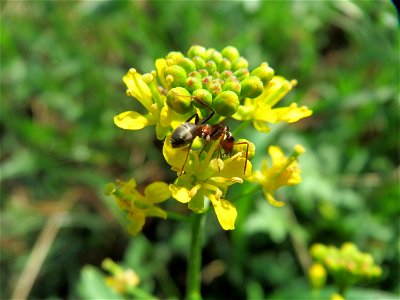 Wilde Sumpfkresse (Rorippa sylvestris) bei Hockenheim