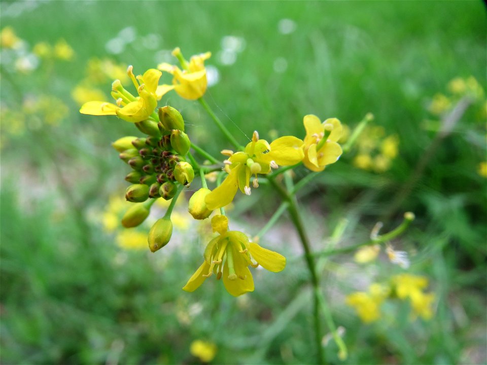 Wilde Sumpfkresse (Rorippa sylvestris) im Landesgartenschaupark Hockenheim