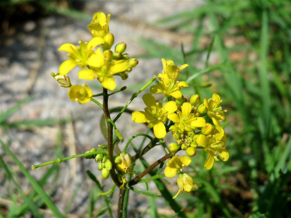 Wilde Sumpfkresse (Rorippa sylvestris) im Landesgartenschaupark Hockenheim