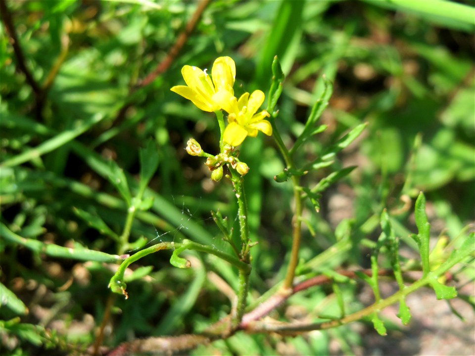 Wilde Sumpfkresse (Rorippa sylvestris) im Landesgartenschaupark Hockenheim