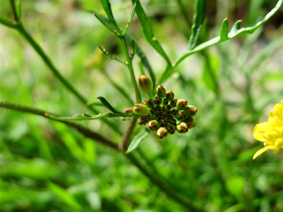 Wilde Sumpfkresse (Rorippa sylvestris) im Landesgartenschaupark Hockenheim