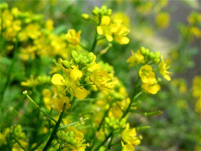Wilde Sumpfkresse (Rorippa sylvestris) in Saarbrücken