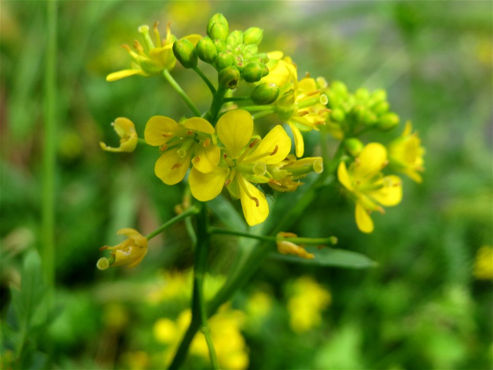 Wilde Sumpfkresse (Rorippa sylvestris) in Saarbrücken