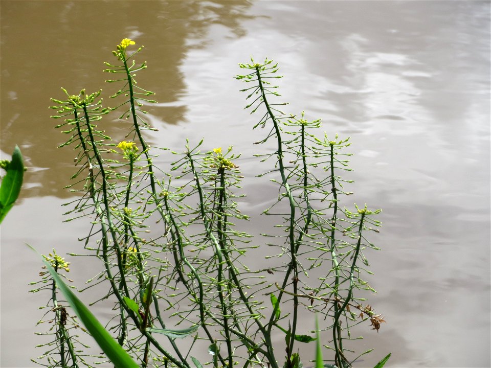 Wasser-Sumpfkresse (Rorippa amphibia) an der Saar in Saarbrücken