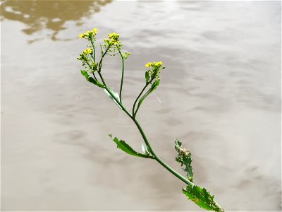 Wasser-Sumpfkresse (Rorippa amphibia) an der Saar in Saarbrücken