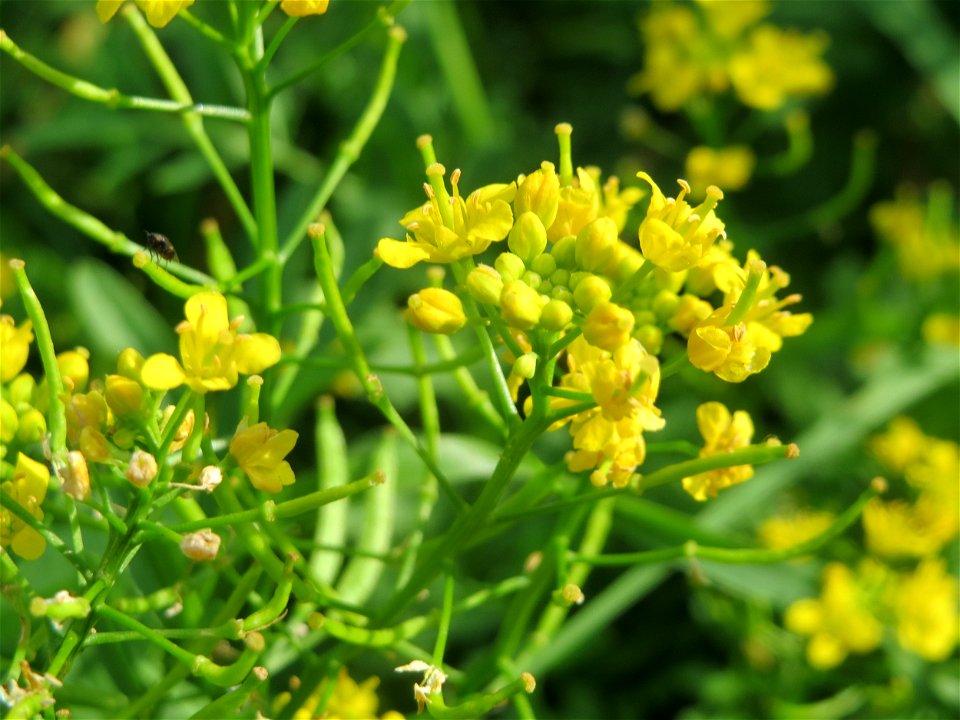 Wilde Sumpfkresse (Rorippa sylvestris) in Hockenheim