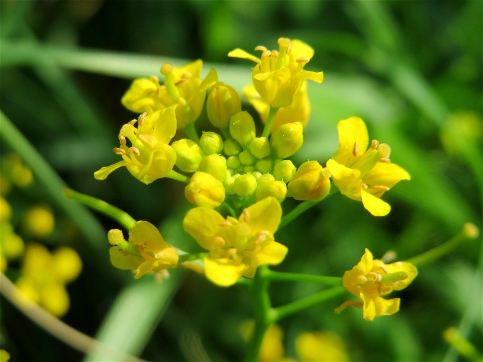 Wilde Sumpfkresse (Rorippa sylvestris) in Hockenheim