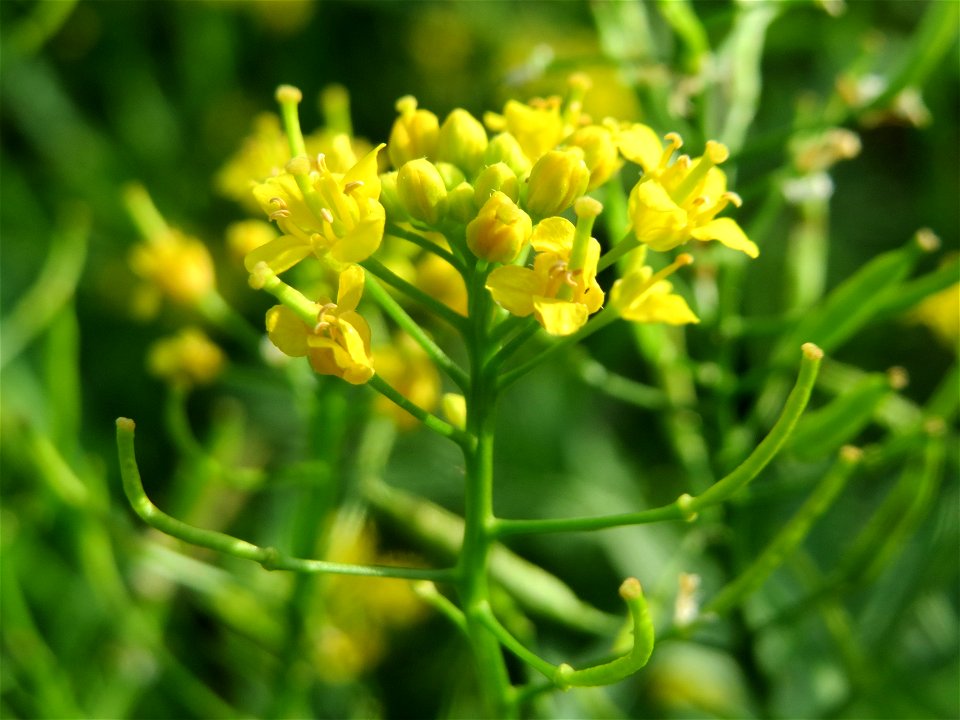 Wilde Sumpfkresse (Rorippa sylvestris) in Hockenheim