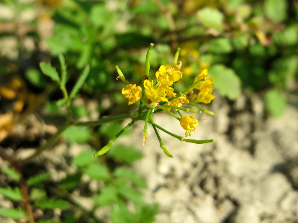Wilde Sumpfkresse (Rorippa sylvestris) - Die mit Steinplatten befestigte Uferböschung am Rhein bei Altlußheim hat eine besondere Vegetation mit z.T. seltenen Pflanzen