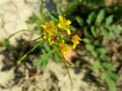 Wilde Sumpfkresse (Rorippa sylvestris) - Die mit Steinplatten befestigte Uferböschung am Rhein bei Altlußheim hat eine besondere Vegetation mit z.T. seltenen Pflanzen