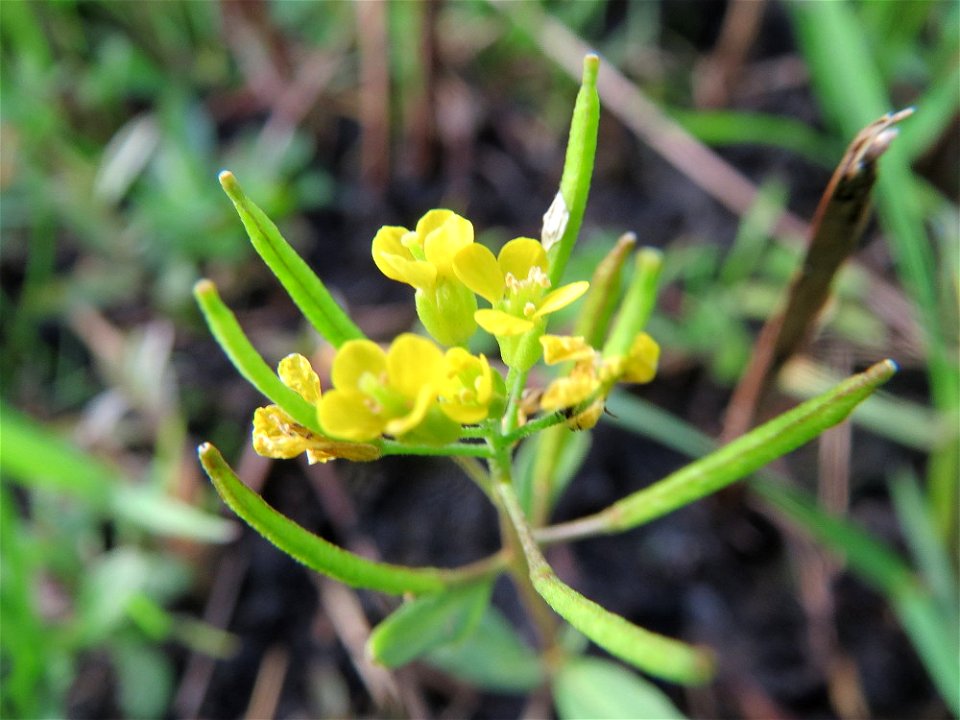 Wilde Sumpfkresse (Rorippa sylvestris) in einem Anmoor in den Horststückern im Hockenheimer Rheinbogen