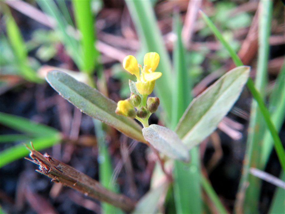 Wilde Sumpfkresse (Rorippa sylvestris) in einem Anmoor in den Horststückern im Hockenheimer Rheinbogen