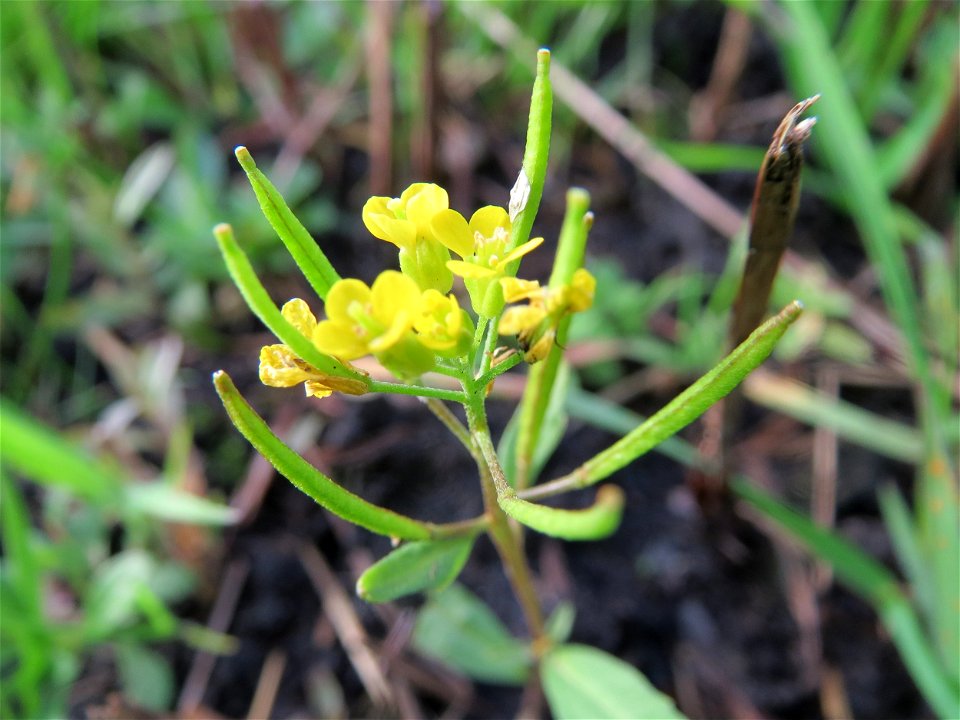 Wilde Sumpfkresse (Rorippa sylvestris) in einem Anmoor in den Horststückern im Hockenheimer Rheinbogen