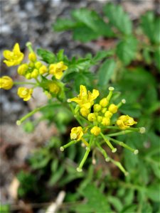 Wilde Sumpfkresse (Rorippa sylvestris) am Rheinufer in Niederwalluf