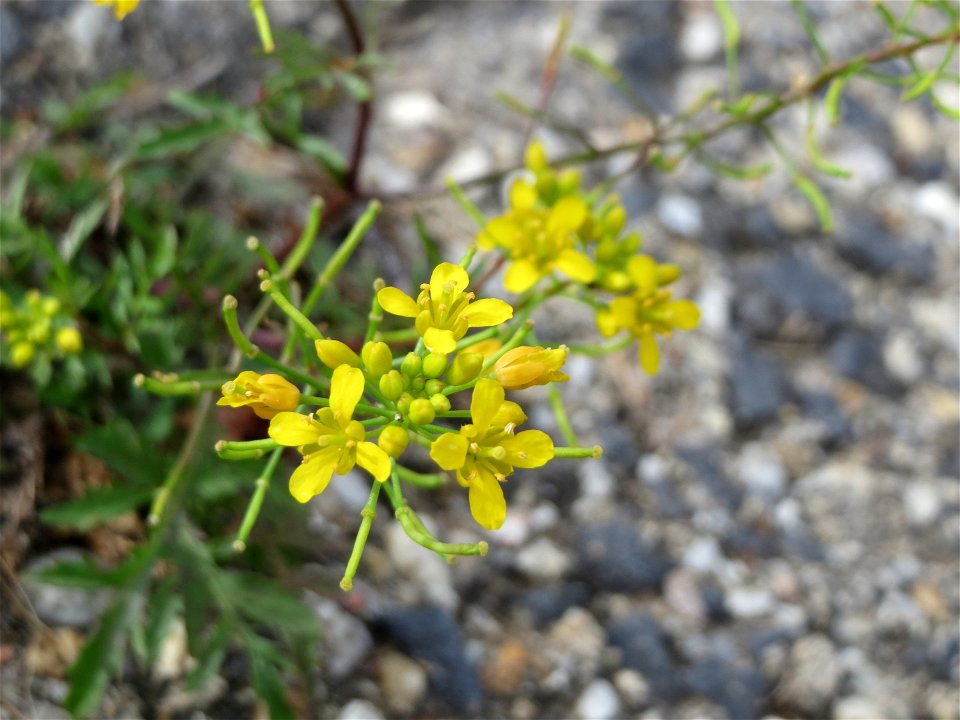 Wilde Sumpfkresse (Rorippa sylvestris) am Rheinufer in Niederwalluf