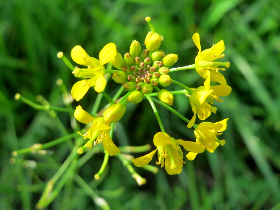 Wilde Sumpfkresse (Rorippa sylvestris) im Gartenschaupark Hockenheim - die unterirdische Bewässerung im Park macht das Aufkommen dieses Wildkrautes möglich