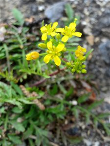 Wilde Sumpfkresse (Rorippa sylvestris) am Rheinufer in Niederwalluf