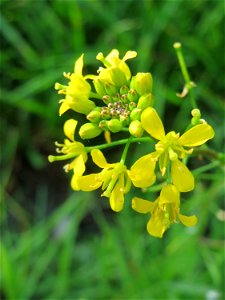 Wilde Sumpfkresse (Rorippa sylvestris) im Gartenschaupark Hockenheim - die unterirdische Bewässerung im Park macht das Aufkommen dieses Wildkrautes möglich