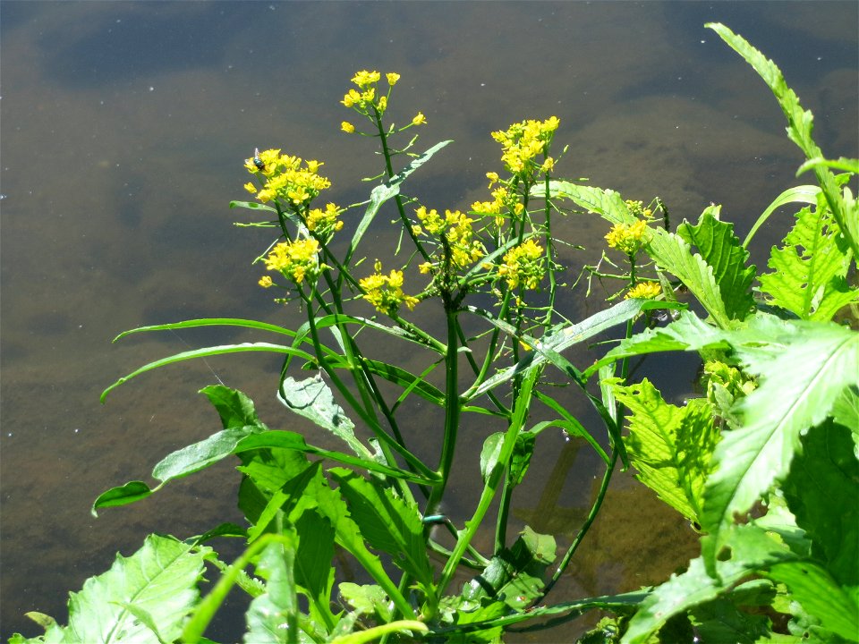 Wasser-Sumpfkresse (Rorippa amphibia) an der Saaraue Güdingen