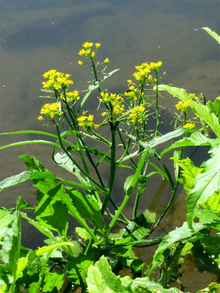 Wasser-Sumpfkresse (Rorippa amphibia) an der Saaraue Güdingen