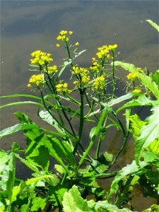 Wasser-Sumpfkresse (Rorippa amphibia) an der Saaraue Güdingen