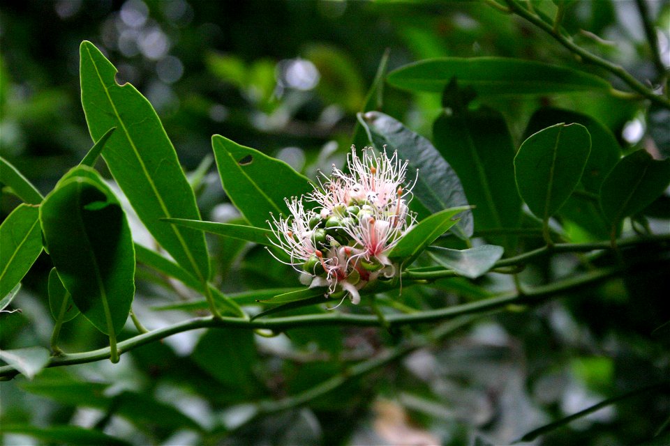 Capparis sepiaria var. citrifolia,  Nature's Valley, South Africa