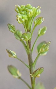 Lepidium densiflorum