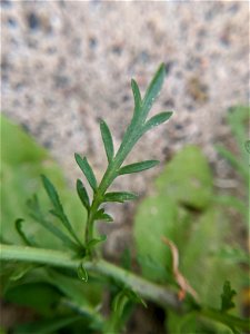 Lepidium densiflorum