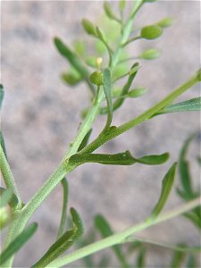 Lepidium densiflorum