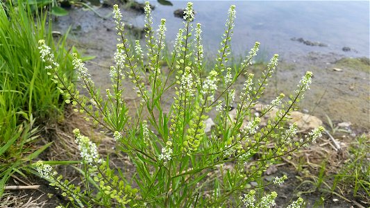 Lepidium densiflorum