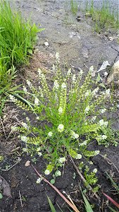 Lepidium densiflorum